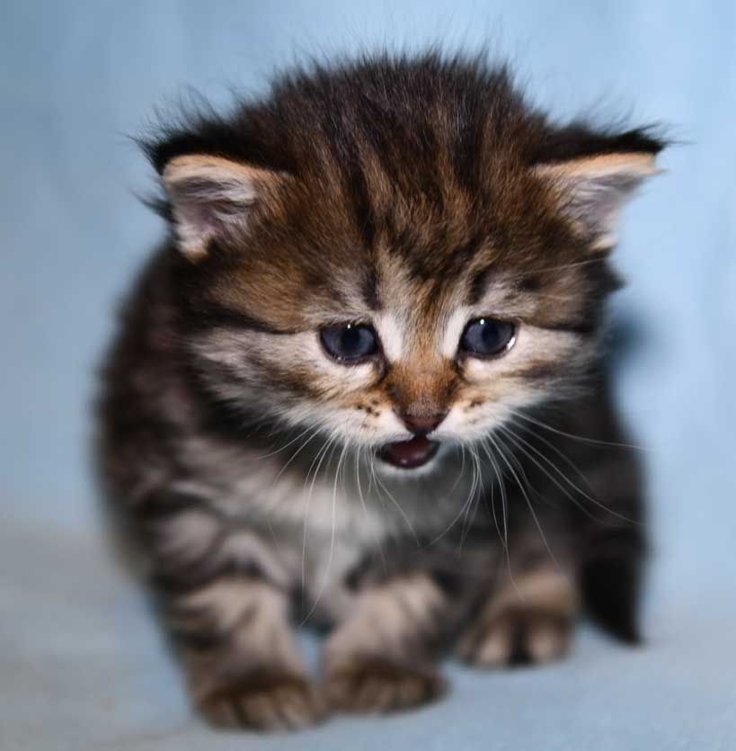 Sibirisk katt Nele