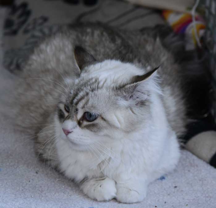 Neva Masquerade katt Whiffi