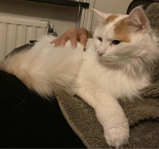 Sibirisk katt Hermes