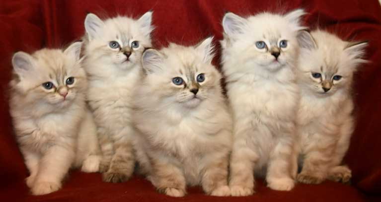 Neva Masquerade kattungar O3-kull