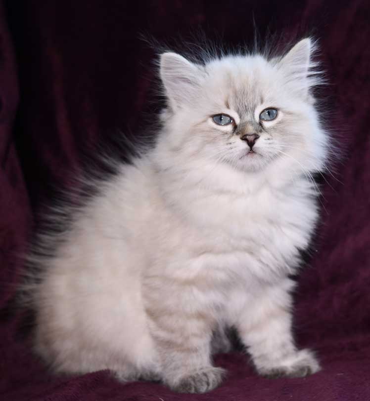 Neva Masquerade kattunge Oberon
