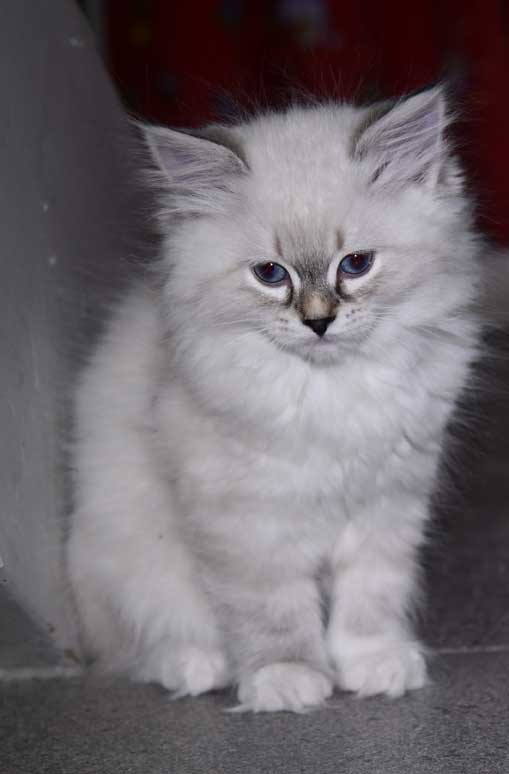 Neva Masquerade kattunge Octavia