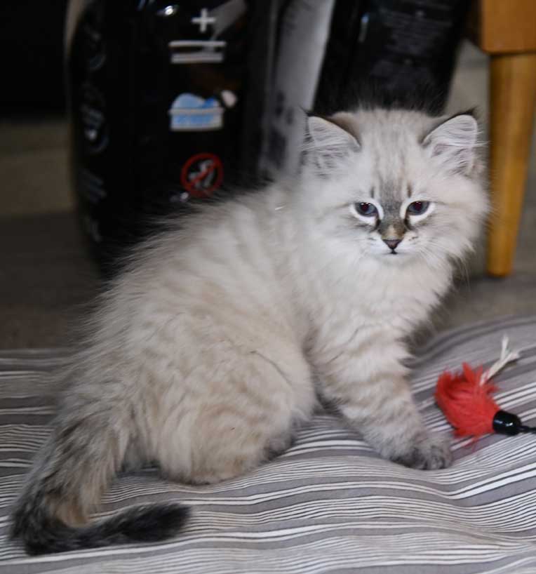 Neva Masquerade katt Oberon