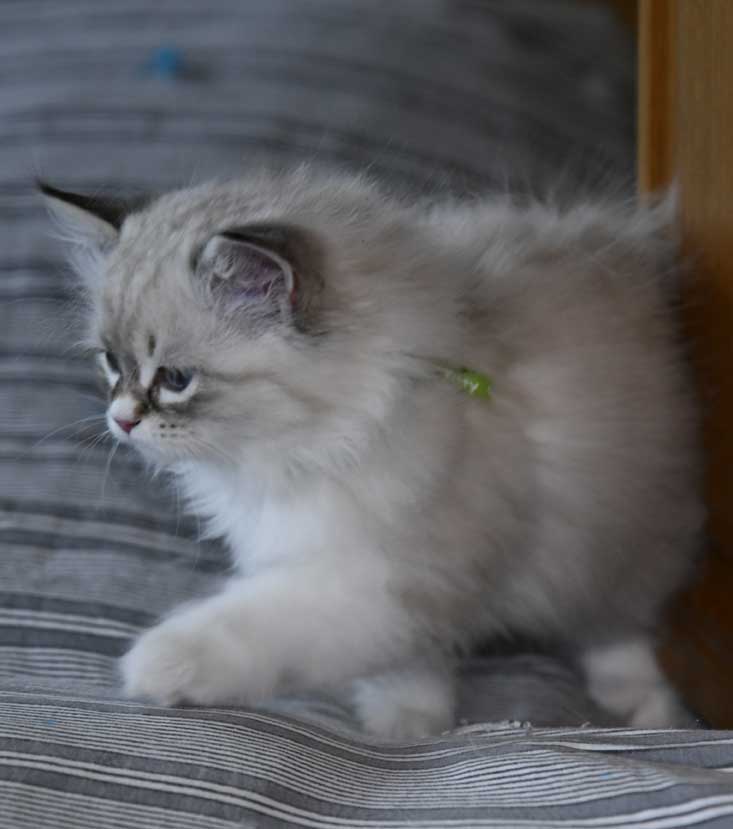 Neva Masquerade kattunge Olivia