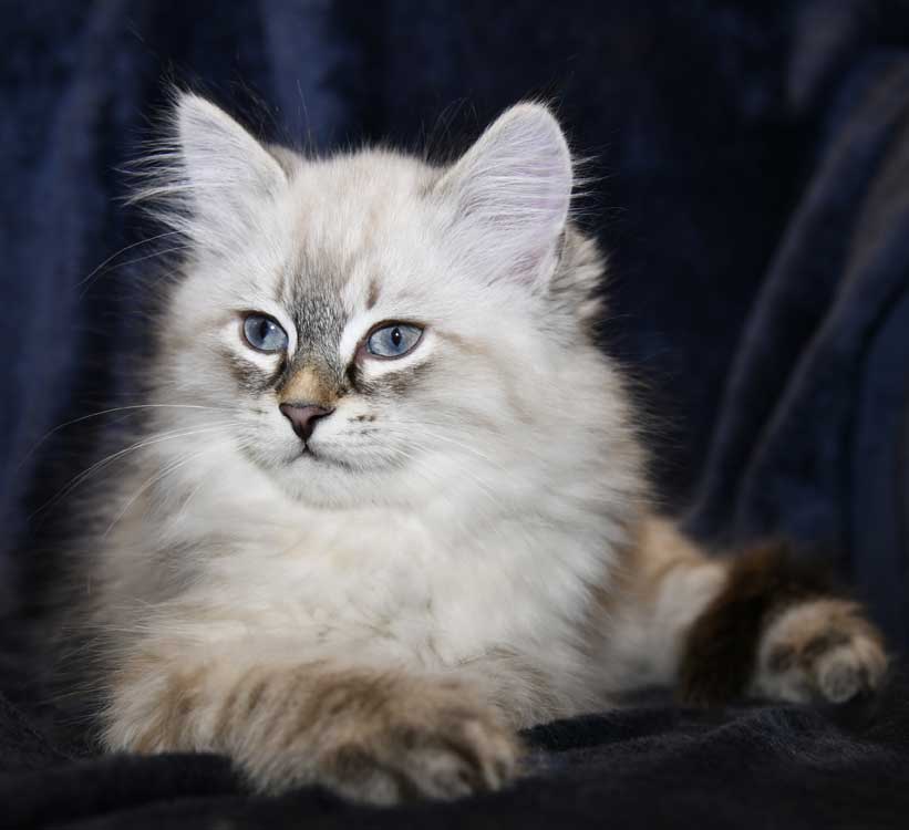 Neva Masquerade kattunge Oberon