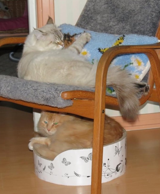 Sibirisk katt Hercules Kepler