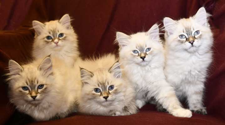 Neva Masquerade kattungar O3-kull