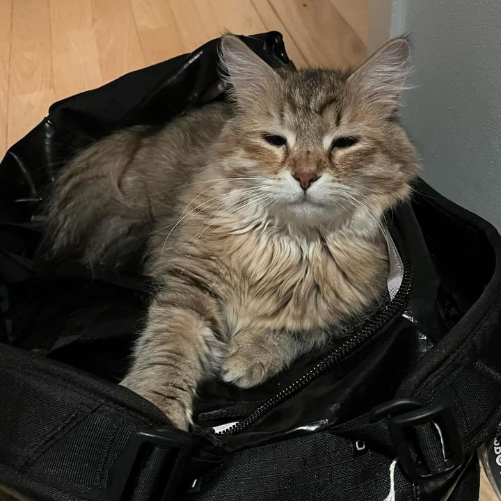 Sibirisk katt Yetta