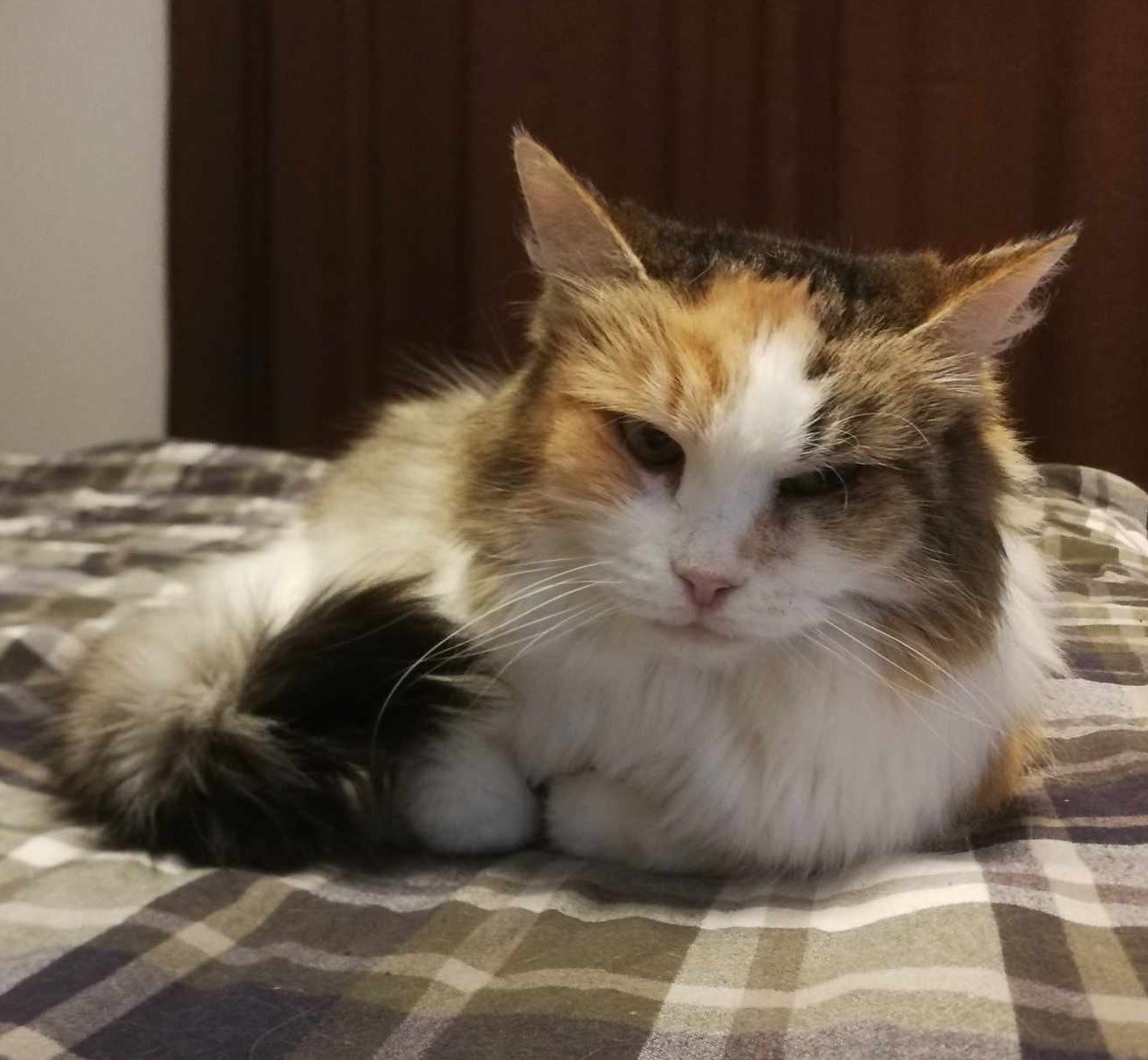 Sibirissk katt Colbie