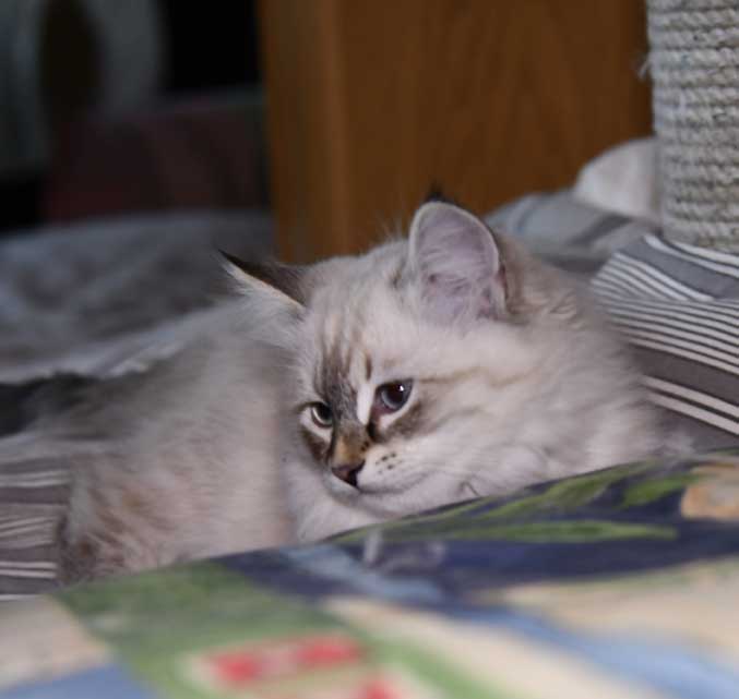 Neva Masquerade kattunge Oberon