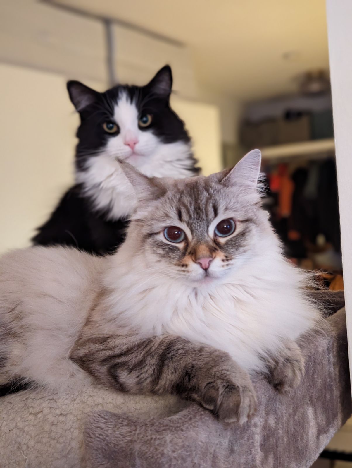 Sibirisk katt Lewis Kate
