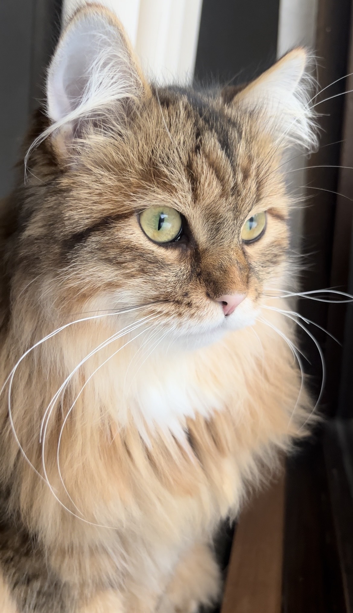 Sibirisk katt Mimas