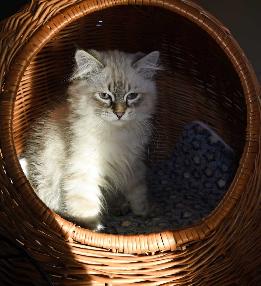 Neva Masquerade kattunge Oberon