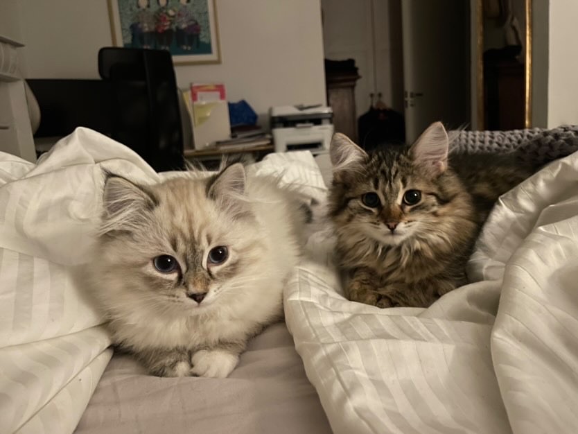Sibirisk katt Nele o Owa