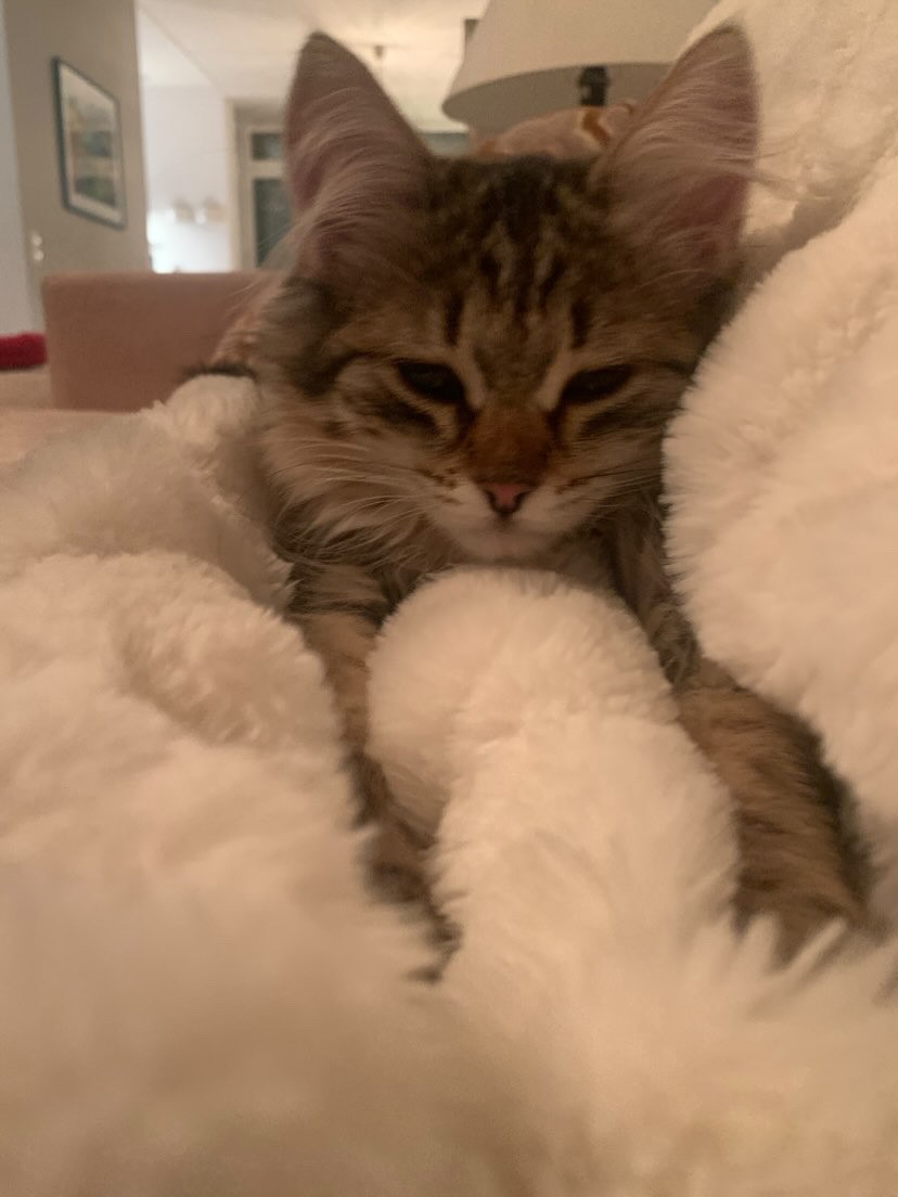 Sibirisk kattunge Nele