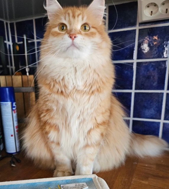 Sibirisk katt Ferrari