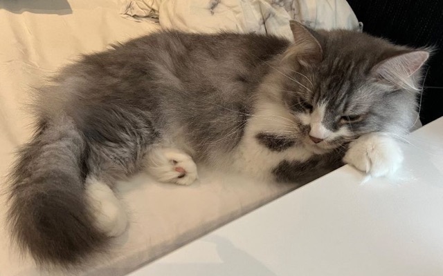 Sibirisk katt Deimos