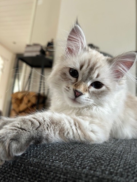 Neva Masquerade kattunge Ottilia