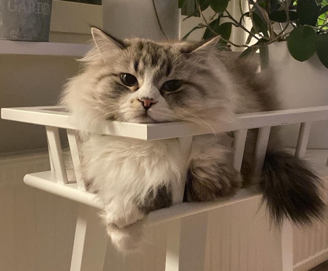 Neva Masquerade katt Darwin