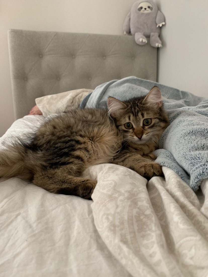 Sibirisk katt Nele