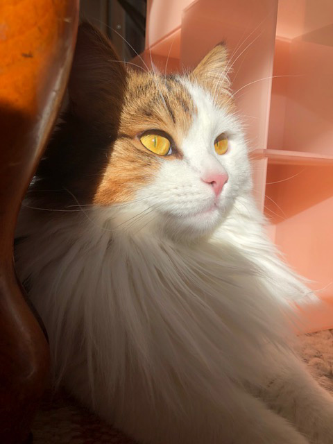 Sibirisk katt Lyman
