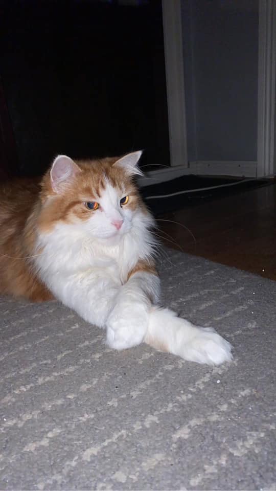 Sibirisk katt Pollux