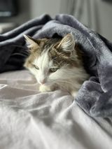 Sibirisk katt Polaris