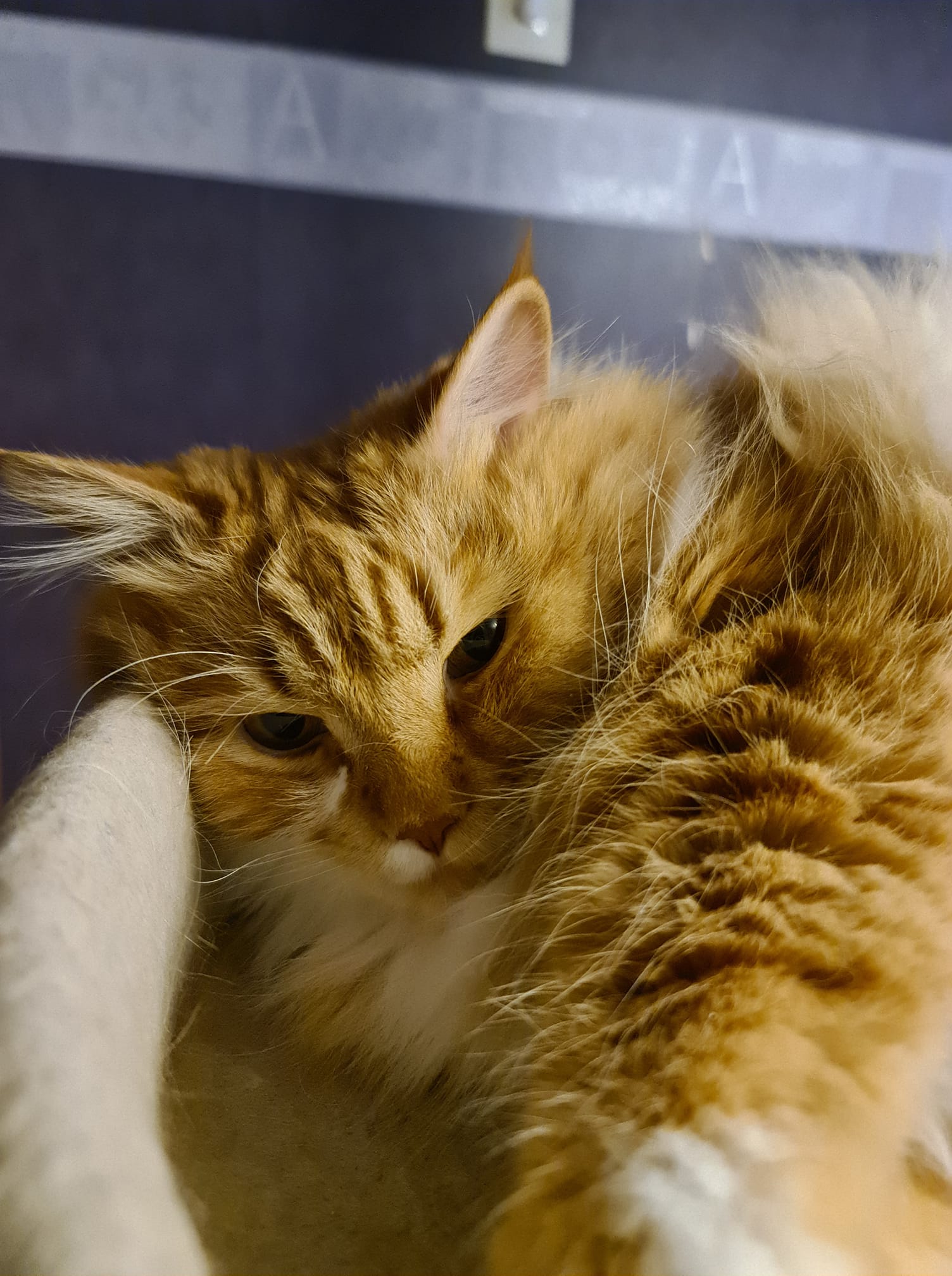 Sibirisk katt Zeus