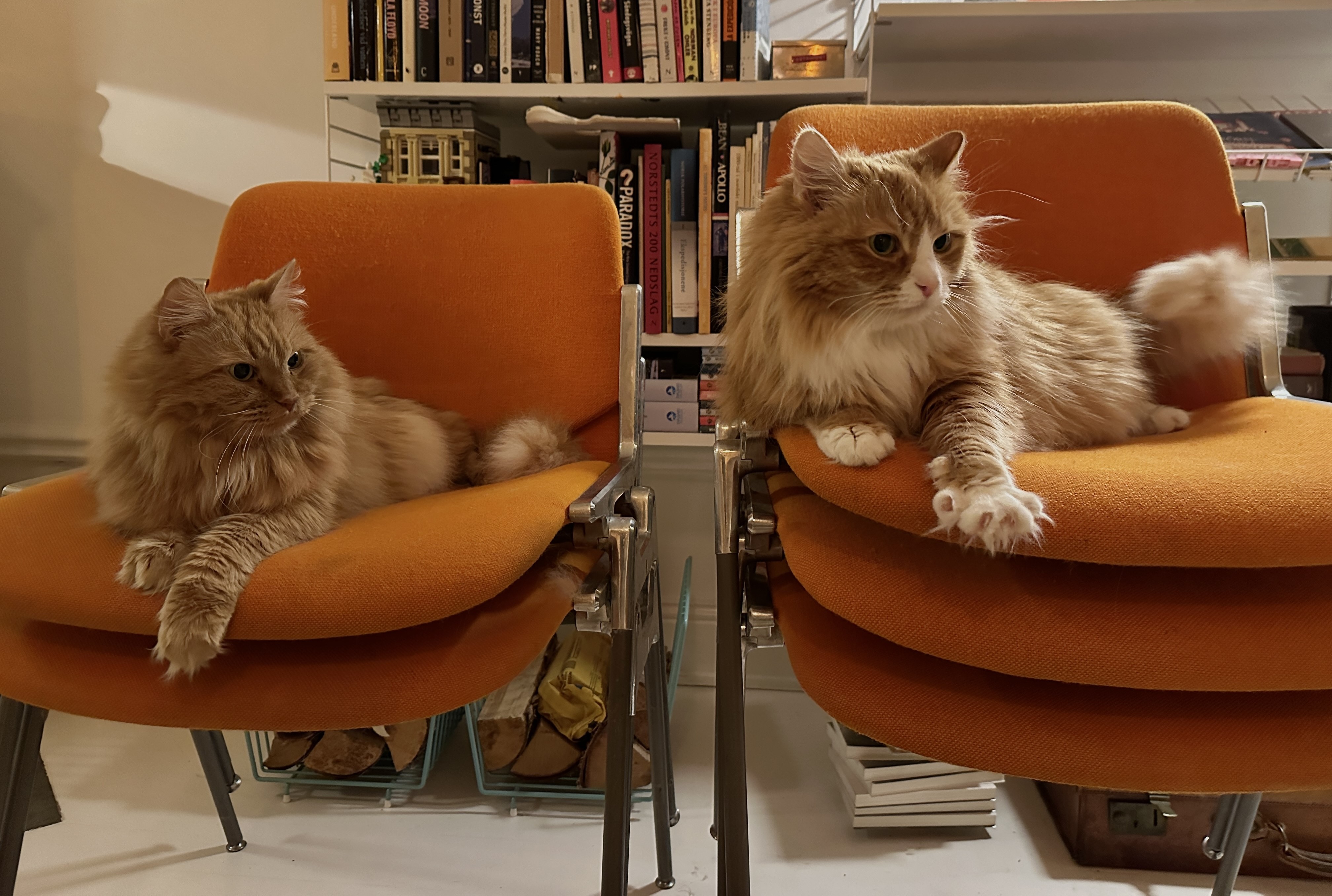 Sibirisk katt Kale och Kosmos