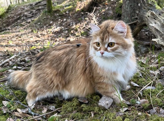 Sibirisk katt Bianca