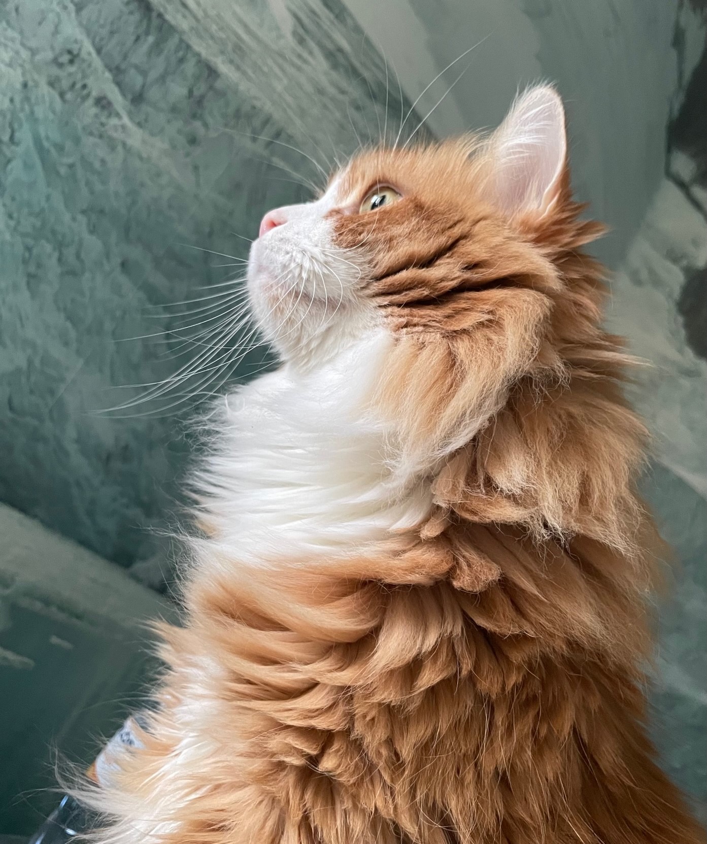 Sibirisk katt Kale