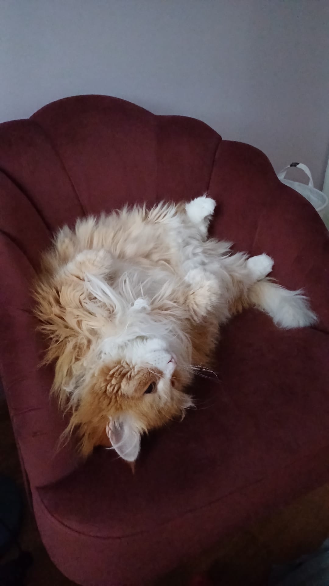 Sibirisk katt Ulysses