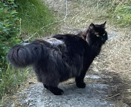 Sibirisk katt Juric