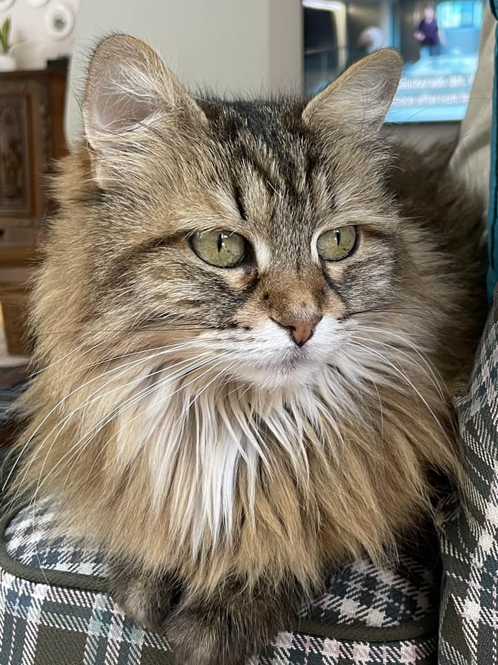 Sibirisk katt Juliet