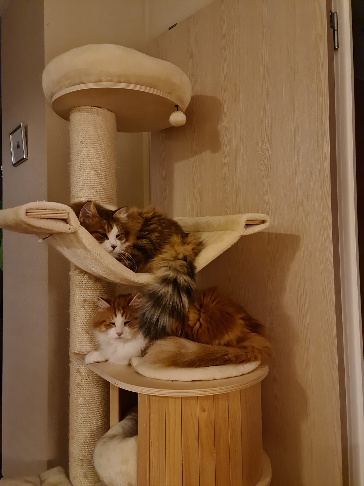 Sibirisk katt XanthusValina