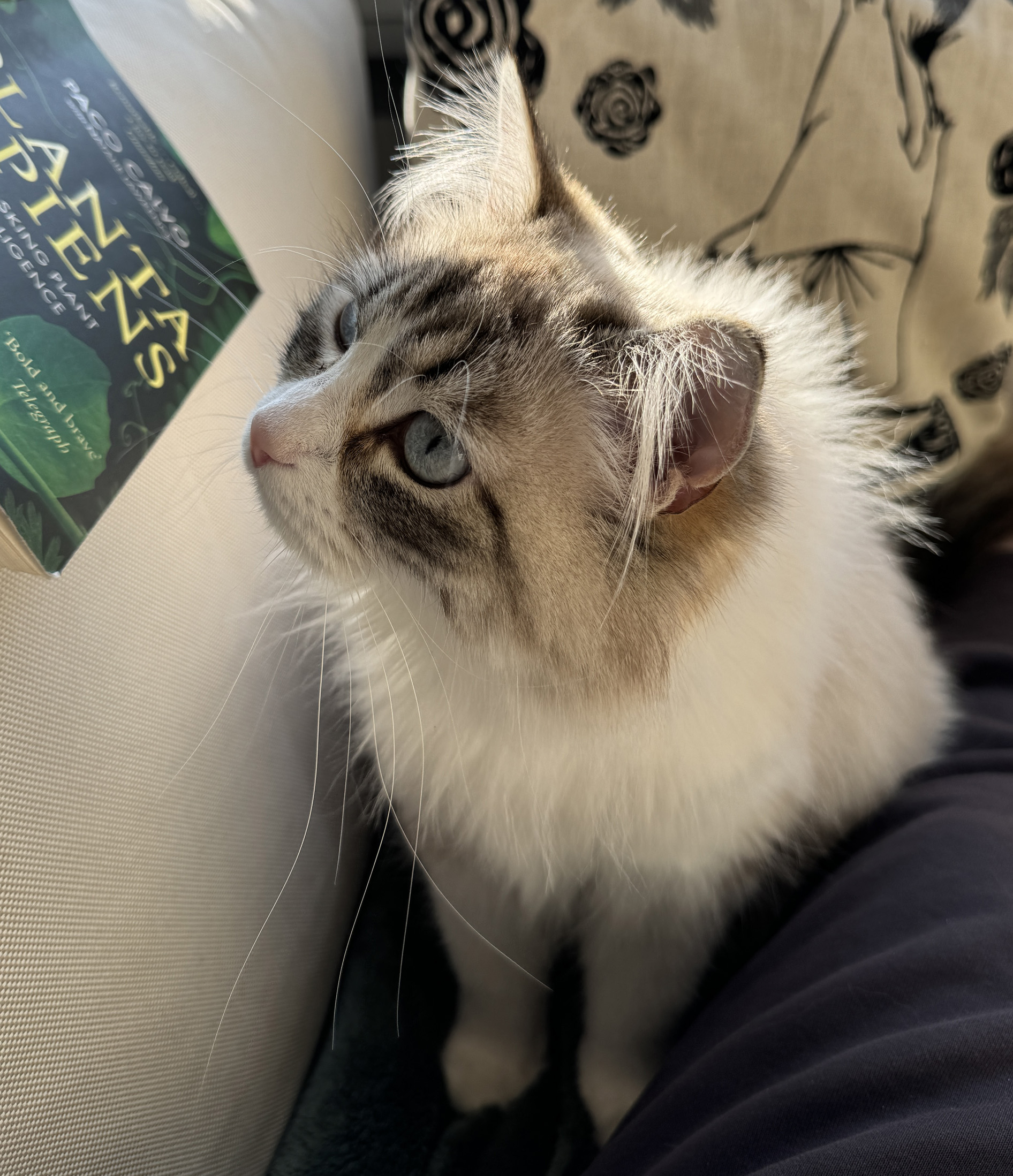 Neva Masquerade katt Himiko
