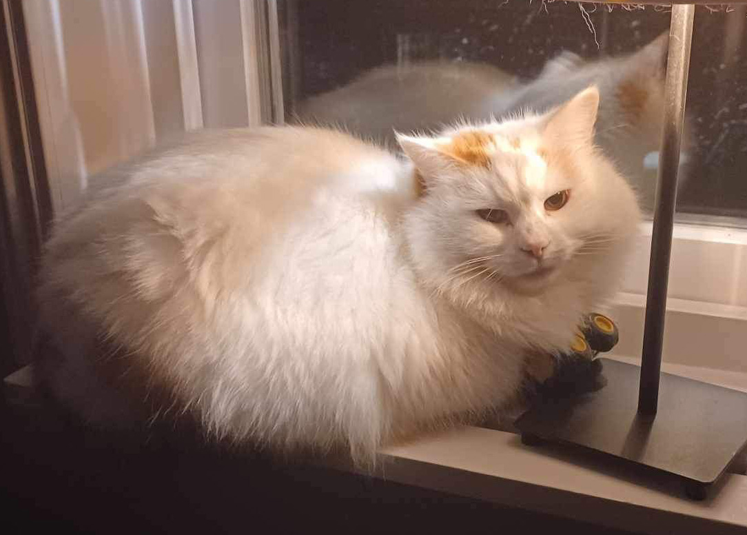 Sibirisk katt Mozart