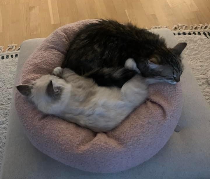 Sibirisk katt Nele o Owa