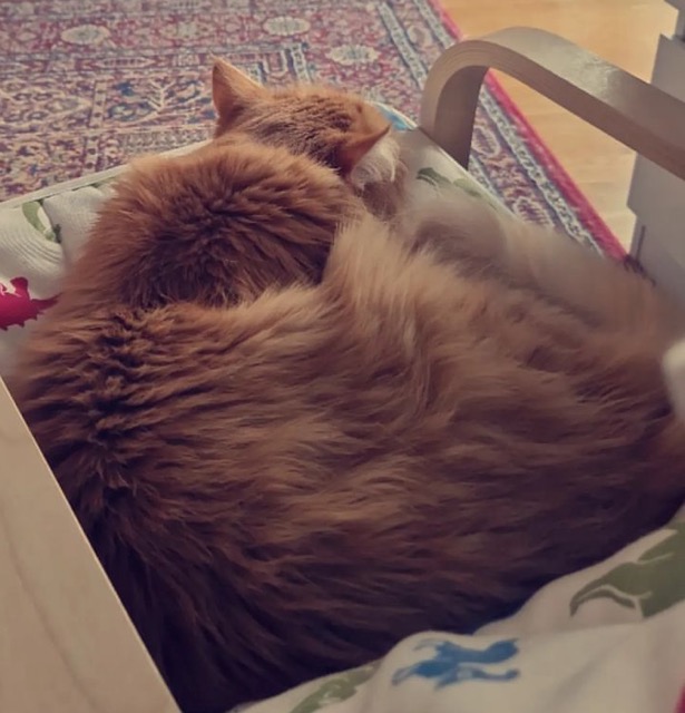 Sibirisk katt Gryphon