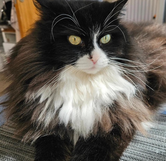 Sibirisk katt Olea