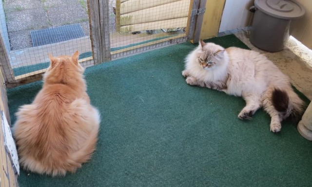 Sibirisk katt Hercules o Kepler