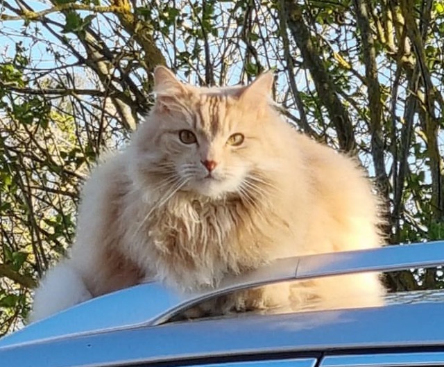 Sibirisk katt Diablo