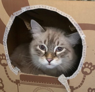 Neva Masquerade katt Oberon