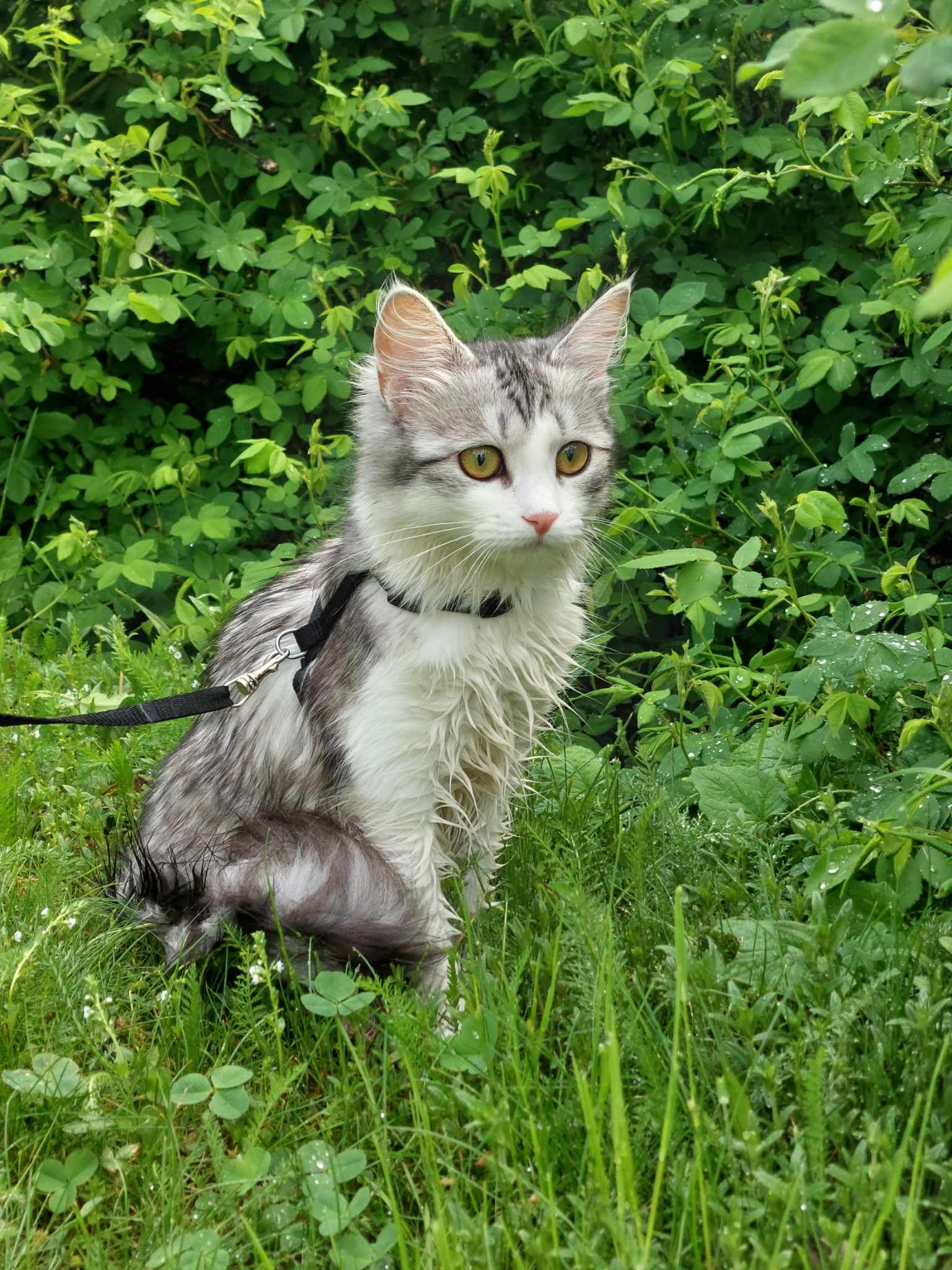 Sibirisk katt Norma