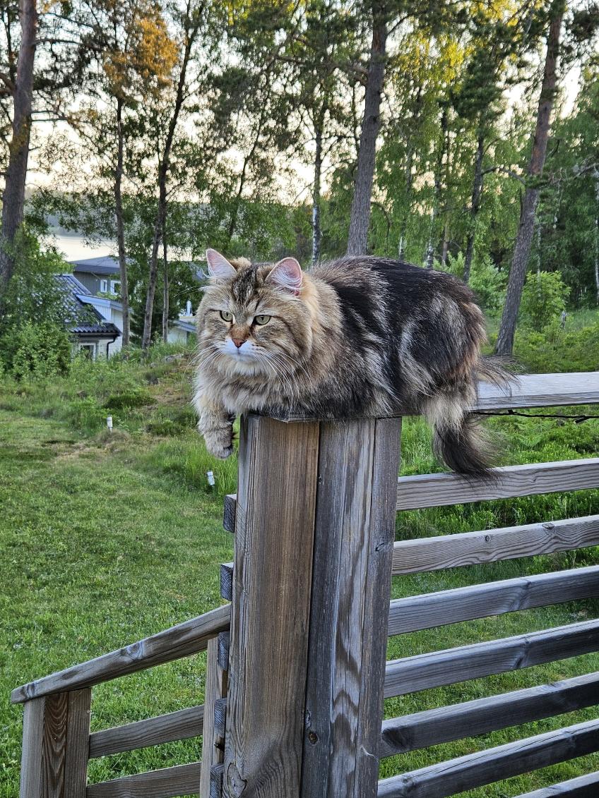 Sibirisk katt Yangel