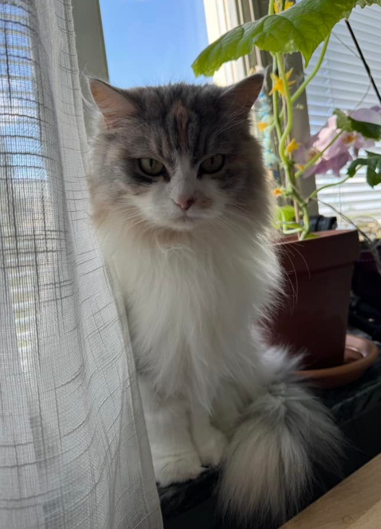 Sbirisk katt Xenia