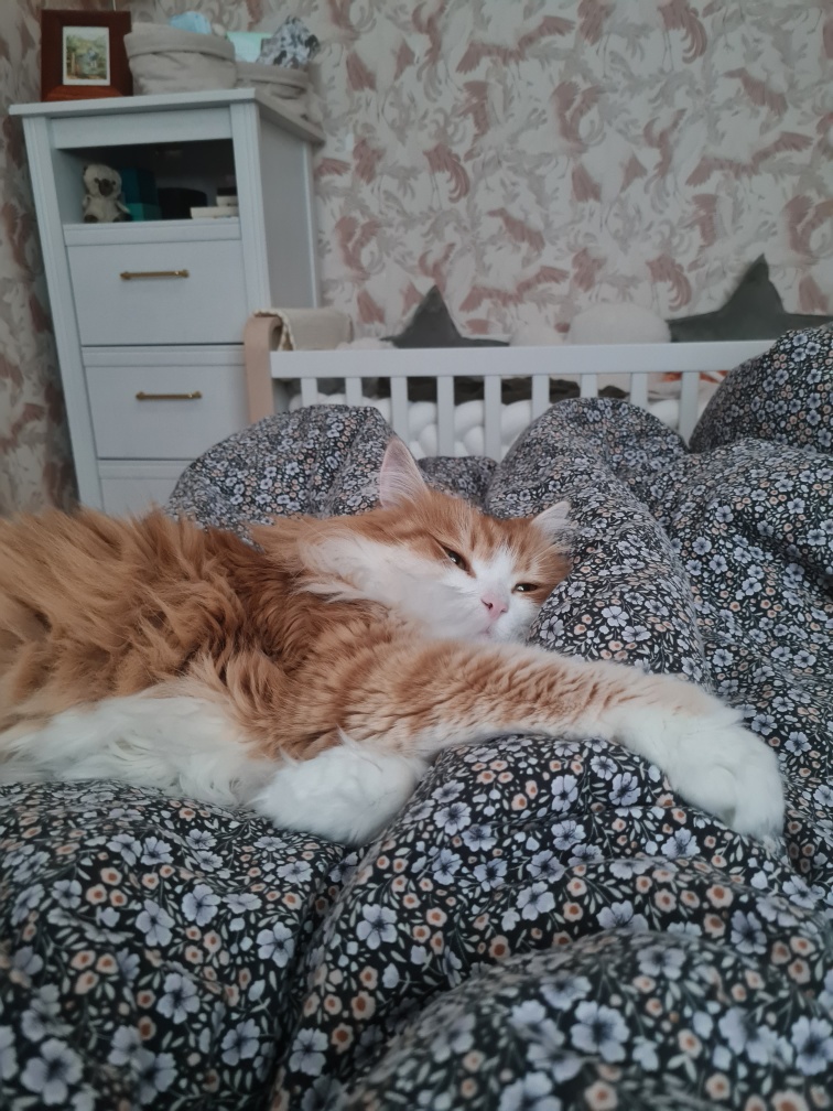 Sibirisk katt Ukko