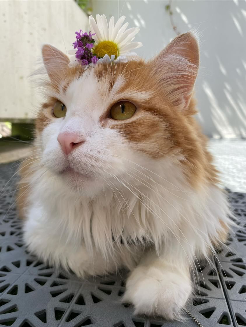 Sibirisk katt Pollux