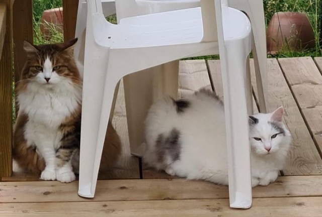 Sibirisk kat Mars o Valina