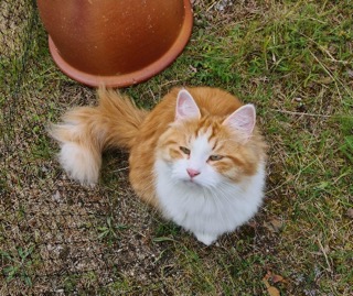 Sibirisk katt Xanthus